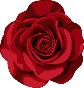 red rose